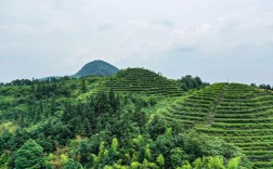 永川茶山竹海风景区