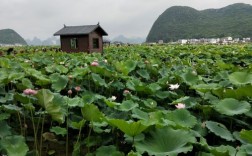 百朋风景区