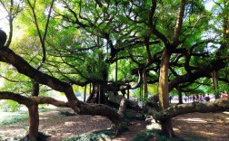 阳朔大榕树风景区