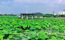 武汉月湖风景区