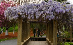 紫藤花风景区