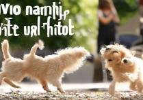 vivo动态萌照片怎么拍？教你拍出会动的可爱瞬间！