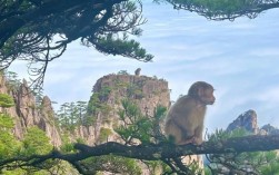 黄山风景区猴子观海图片