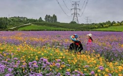 蔚然花海景区