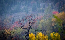 柿子沟风景区