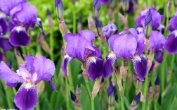 公园里紫色的花是什么
