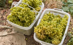 吐鲁番哪里可以买葡萄