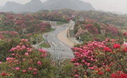 毕节杜鹃花旅游攻略，如何规划一次完美的赏花之旅？