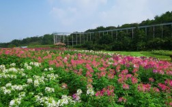 铜陵梧桐花谷风景区