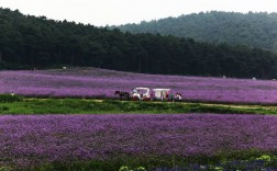 熏衣草景区