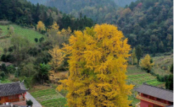 芦山县大川镇有哪些值得一游的景点？