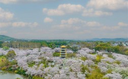 武汉东湖风景区樱花