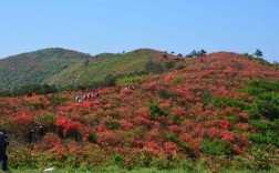 火铺十里杜鹃风景区