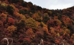 安泽红叶岭风景区