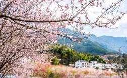 宜春樱花谷风景区