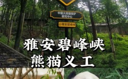 碧峰峡看熊猫门票