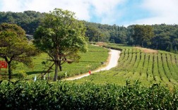 横县圣山茶园风景区