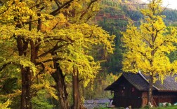 贵州银杏风景区