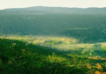 蚂蚁森林为什么没有行走能量获取了？