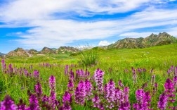 都兰县花海风景区