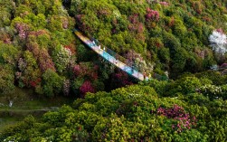 中国百里杜鹃风景区