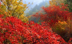 铁山红叶风景区