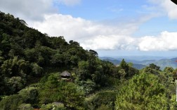 阿里山旅游攻略，如何规划一次完美的阿里山之旅？