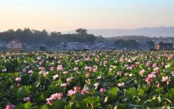 江西莲花景区