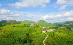 茶山森林生态园风景区