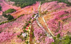 昆明樱花谷风景区地址