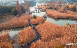 芦苇荡风景区