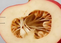 苹果拆机怎么看出来？如何辨别苹果手机是否拆修过