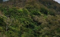 五指山热带雨林风景区