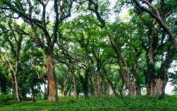 古樟林风景区