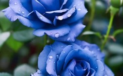 蓝什么的花
