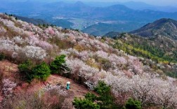 湖北樱花谷风景区