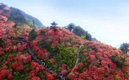 麻城杜鹃花风景区