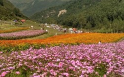 大通安家花海风景区