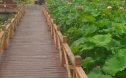 日照市荷仙子风景区