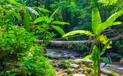 热带雨林风景区