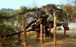 延寿寺盘龙松风景区