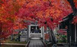京都的枫叶什么时候红