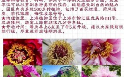 上海植物园旅游攻略，如何规划一次完美的游览体验？