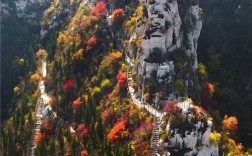 齐山风景区植物种类