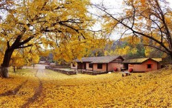 随州银杏谷风景区