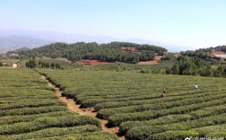 青岛茶山风景区在哪里