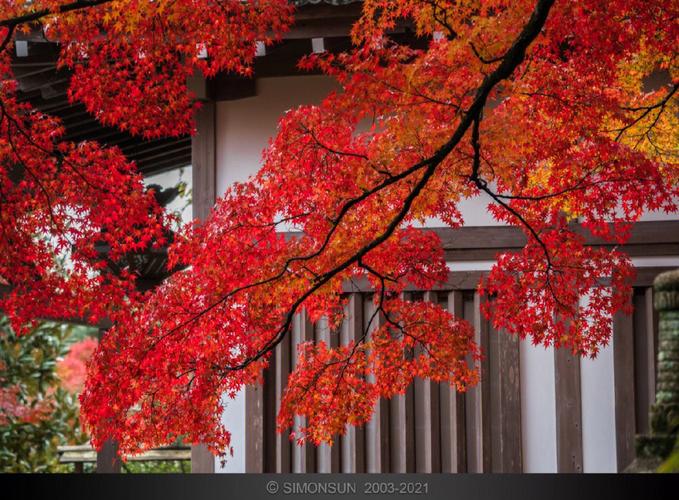 京都的枫叶什么时候红-图2