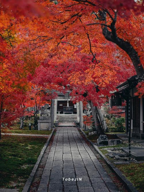京都的枫叶什么时候红-图1