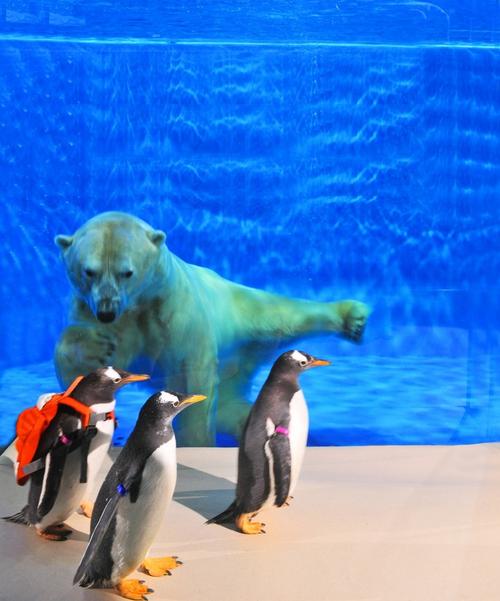 哈尔滨极地馆都有什么动物-图2