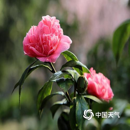 重庆市的市花是什么花-图2